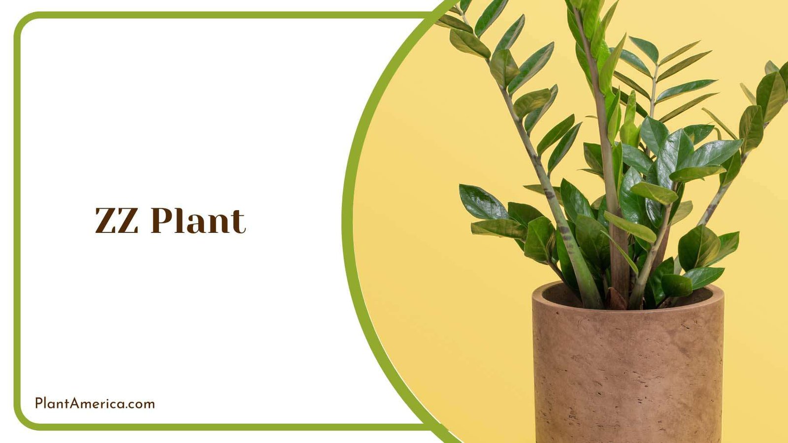 ZZ Indoor Plant Plant America