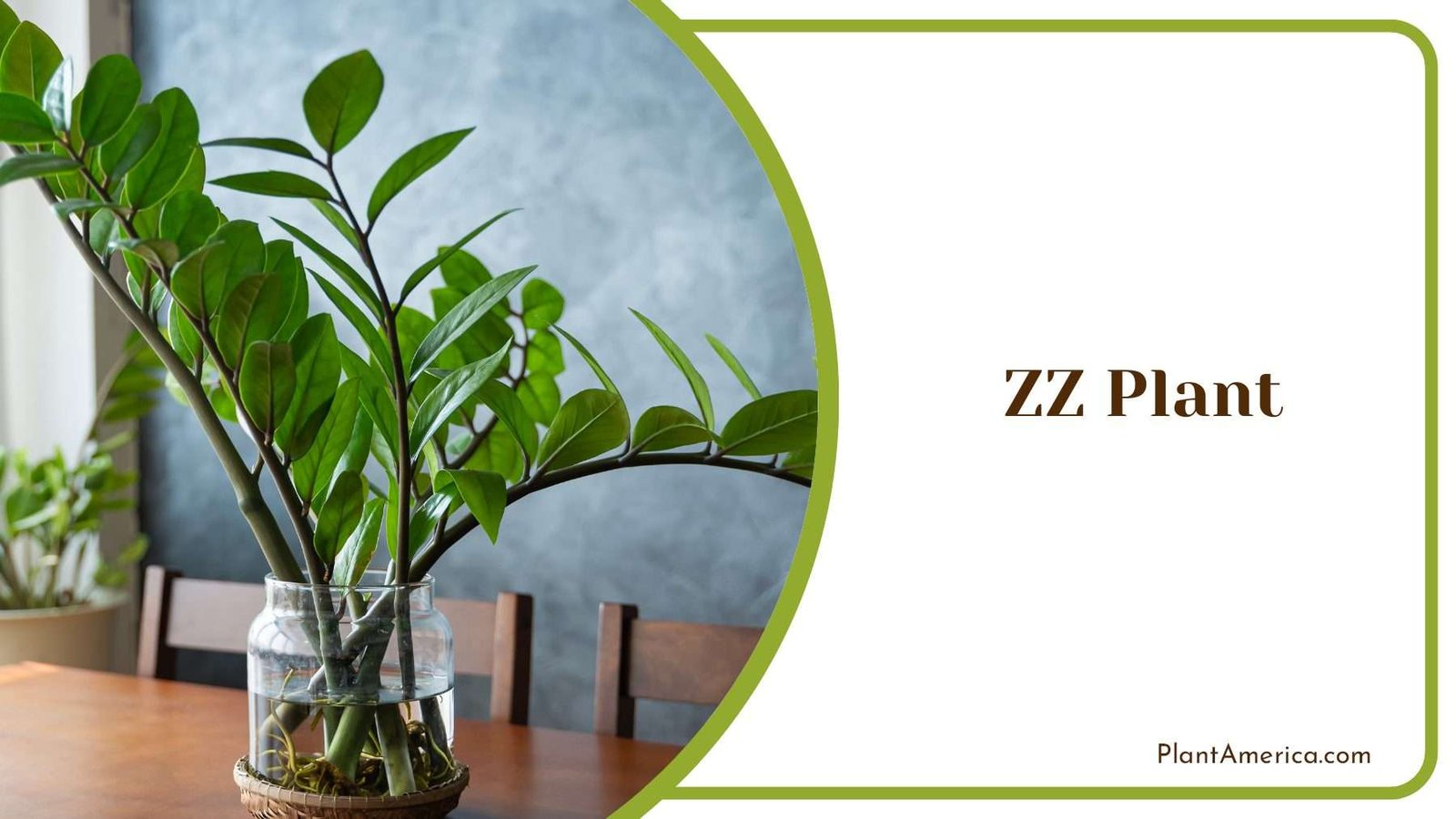 ZZ Plant In The Living Room Plant America