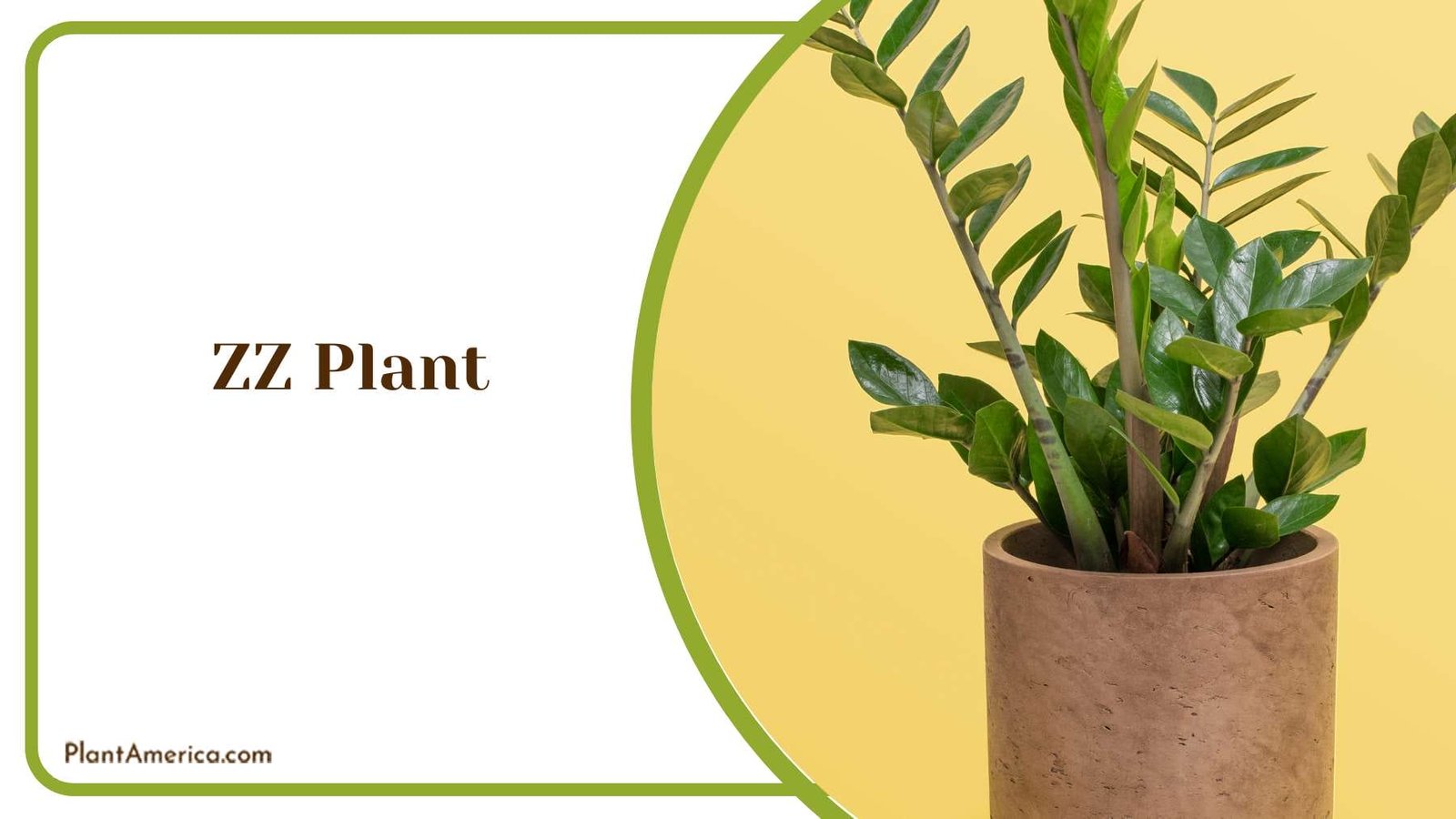 ZZ Stylish Indoor Plant Plant America