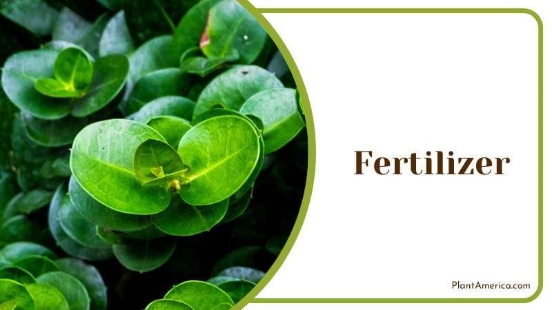 peperomia orba thrives even without fertilizers PlantAmerica