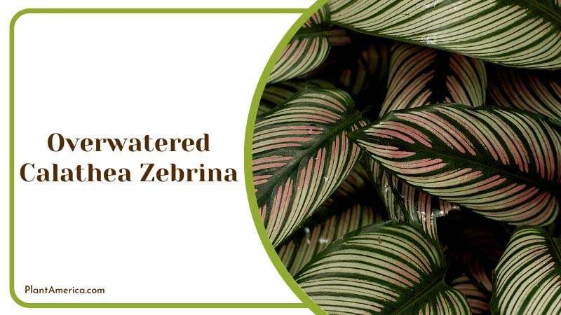 save an overwatered Calathea zebrina plant ~ PlantAmerica