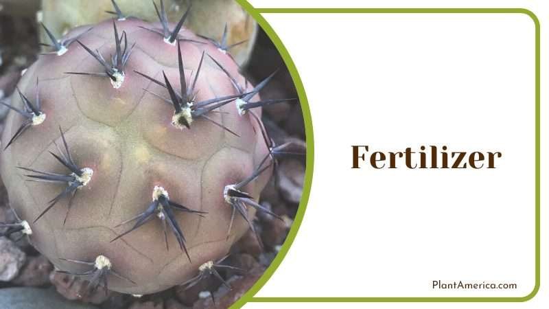special fertilizers for succulents and cactus Plant America