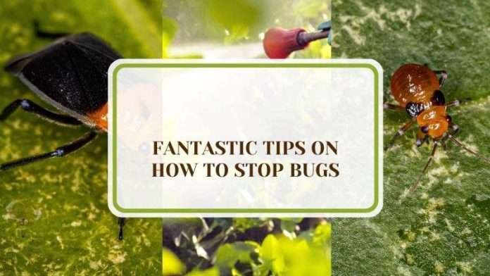 10 Fantastic Tips on How To Stop Bugs From Eating Plants - Plant America