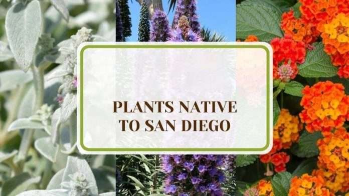 WHAT VEGETABLES CAN I PLANT NOW IN SAN DIEGO visual data 3