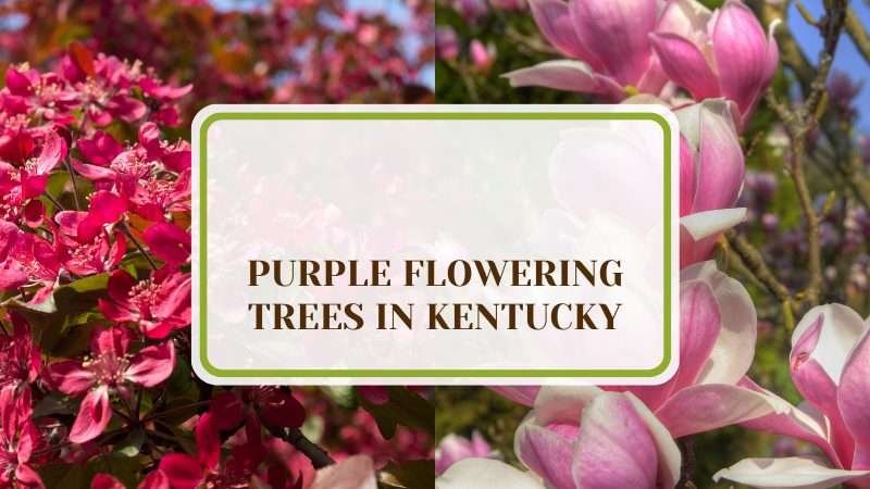 10 Purple Flowering Trees in Kentucky Plant America 10 Purple Flowering Trees in Kentucky: Weather Resistant