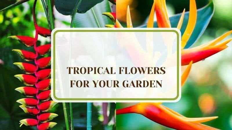 10 Tropical Flowers for Your Garden Plant America 10 Tropical Flowers for Your Garden – Add Exotic Flair!