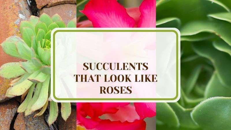 11 Succulents That Look Like Roses Plant America 11 Succulents That Look Like Roses: Garden Beautification