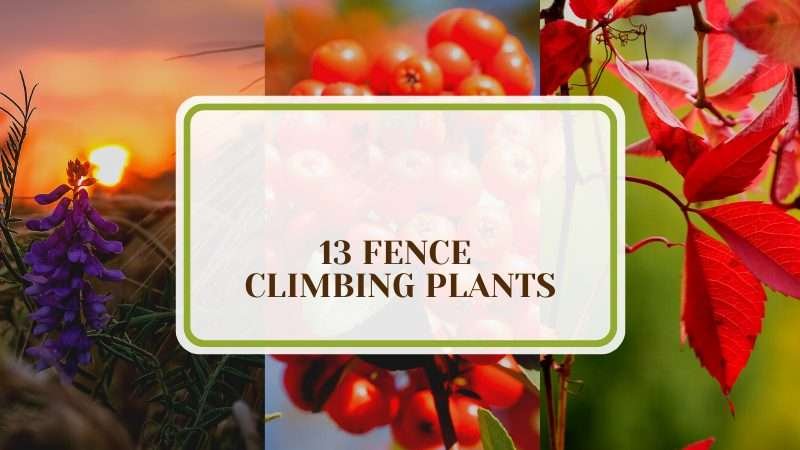 13 Fence Climbing Plants Plant America 13 Fence Climbing Plants: Best List