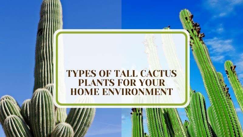 14 Types of Tall Cactus Plants for Your Home Environment Plant America 14 Types of Tall Cactus Plants for Your Home Environment