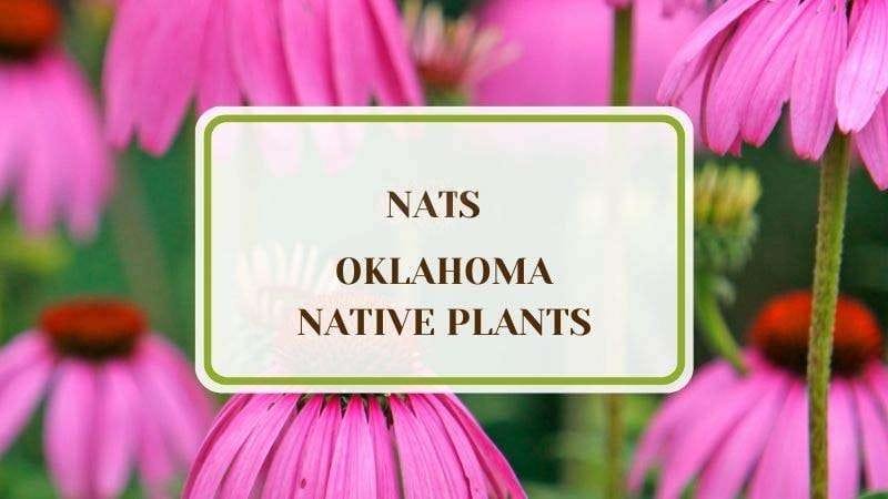 15 Oklahoma Native Plants Plant America 15 Oklahoma Native Plants: Ones To Grow in Your Backyard