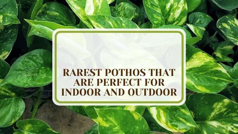 20 Rarest Pothos that Are Perfect for Indoor and Outdoor Plant America