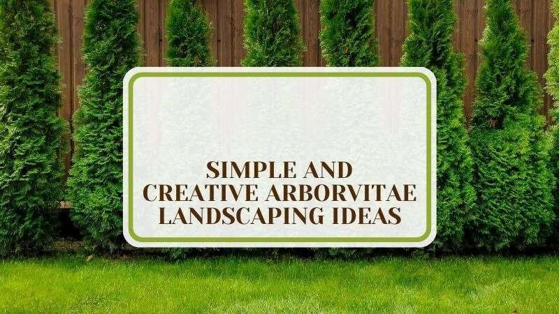 21 Simple and Creative Arborvitae Landscaping Ideas Plant America 21 Simple and Creative Arborvitae Landscaping Ideas