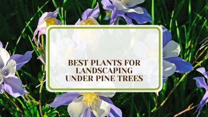 24 Best Plants For Landscaping Under Pine Trees - Plant America