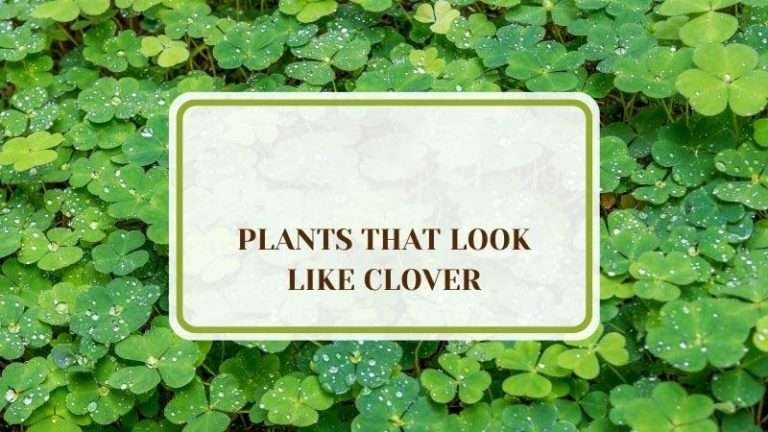 5 Plants That Look Like Clover: Discover the Lookalikes - Plant America