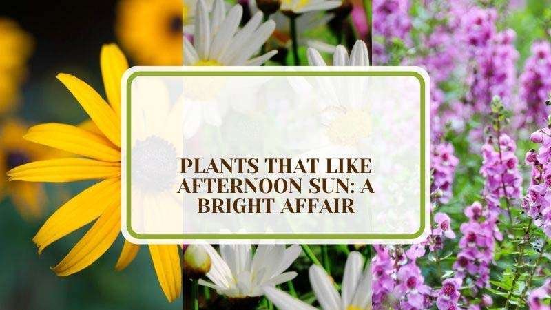 6 Plants That Like Afternoon Sun A Bright Affair Plant America 6 Plants That Like Afternoon Sun: A Bright Affair