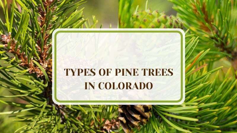 7 Types of Pine Trees in Colorado to Uplift Your Garden