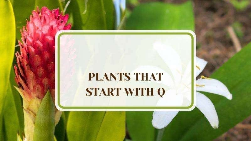 9 Plants That Start With Q Plant America 9 Plants That Start With Q: Meet the Queens of the Garden