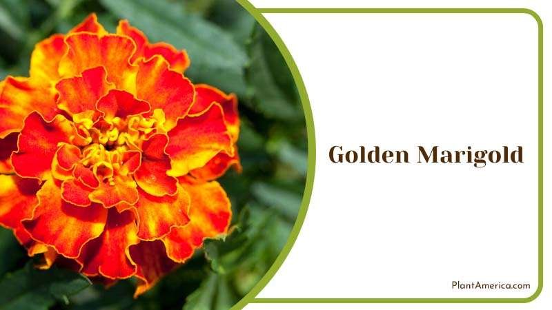 A Beautiful Double Petal Golden Marigold Plant America A Beautiful Double Petal Golden Marigold Plant America
