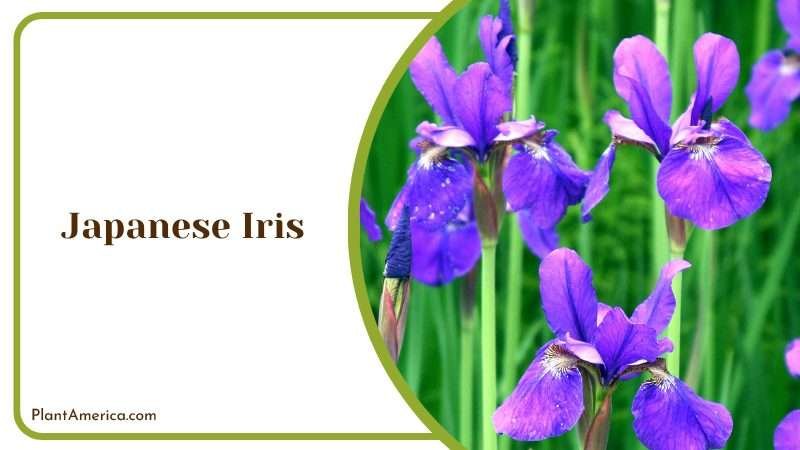 A Beautiful Shot of Japanese Iris Plant America