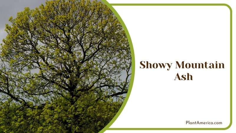 A Beautiful and Hardy Tree PlantAmerica