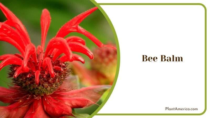 A Bee Friendly Bloom in a Park Plant America