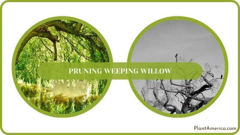 A Big Weeping Willow Tree PlantAmerica