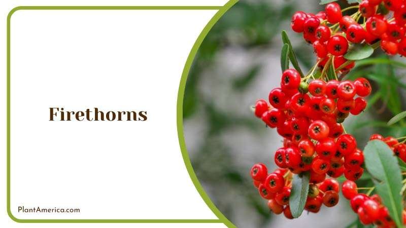 A Bunch of Red Firethorn Plant America A Bunch of Red Firethorn Plant America