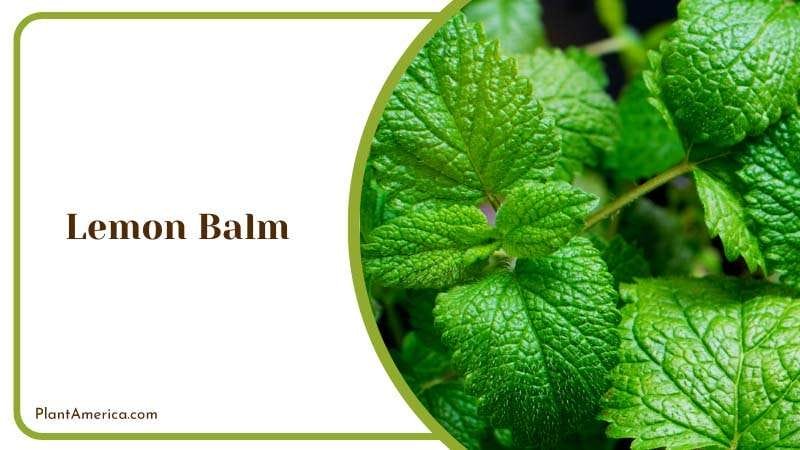 A Citrusy Solution to Mosquitoes PlantAmerica