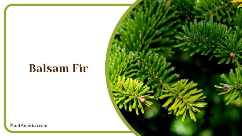 A Classic Christmas Tree and More PlantAmerica