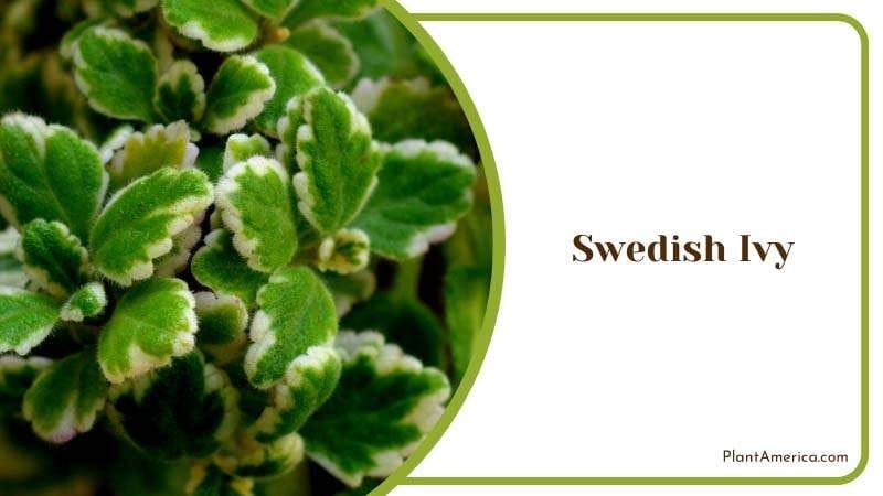 A Classic Swedish Ivy Garden Plant Plant America