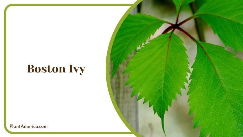 A Climbing Vine for All Seasons Plant America