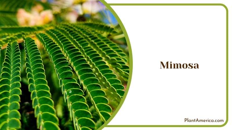 A Close Up of a Mimosa Tree Leaf Plant America
