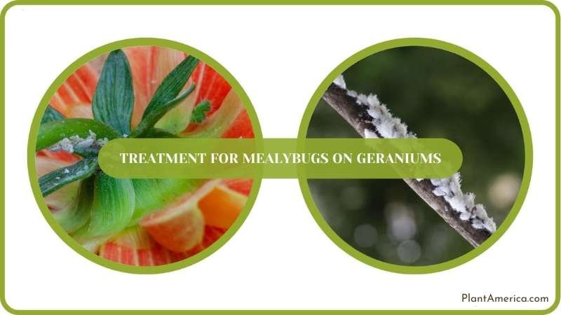 A Closure On Treatment for Mealybugs on Geraniums Plant America