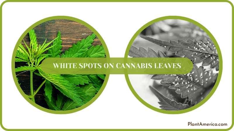 A Complete Guide to Identification and Remedy Plant America A Complete Guide to Identification and Remedy Plant America
