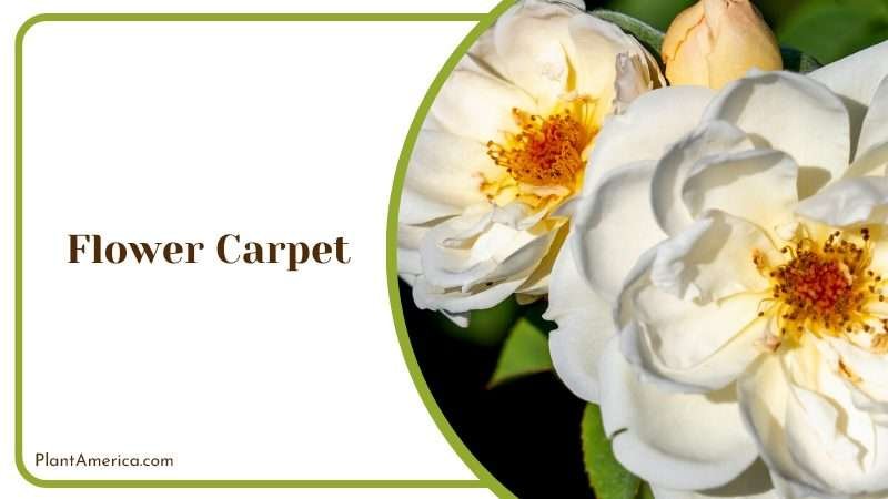 A Delight Flower Carpet in Garden Plant America