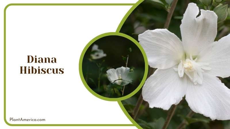 A Diana Hibiscus Plant America A Diana Hibiscus Plant America