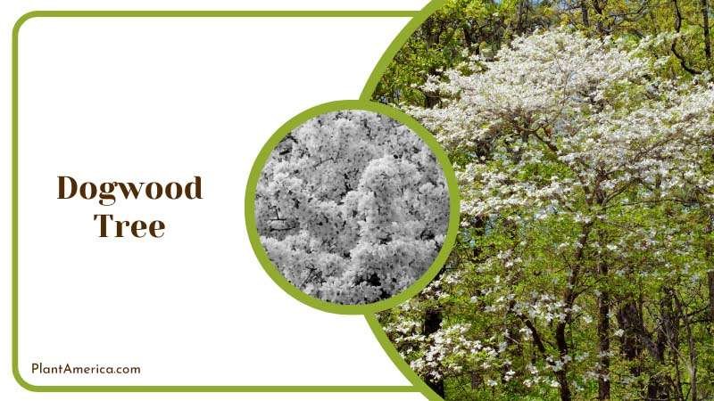 A Dogwood Tree in Bloom Plant America
