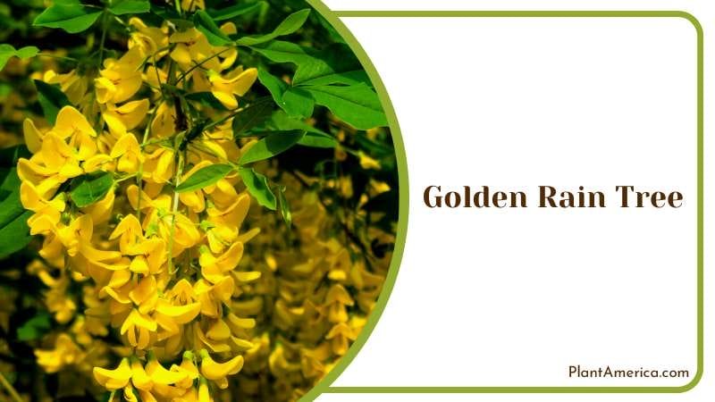 A Flamboyant Show of Color Plant America