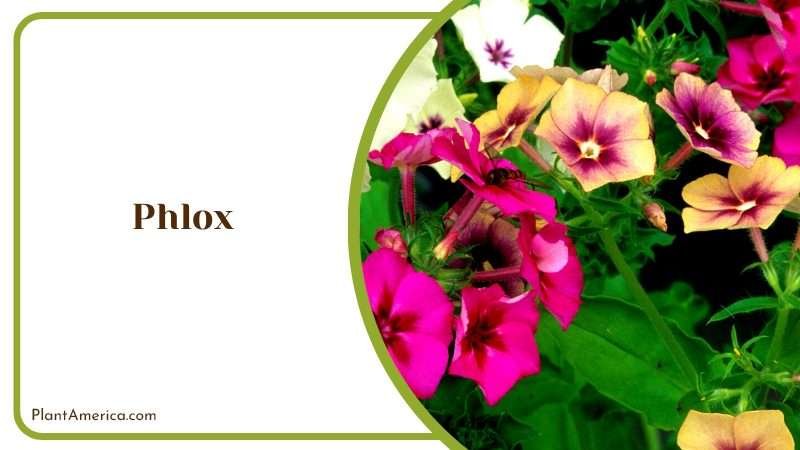 A Fragrant Addition of Phlox Plant America