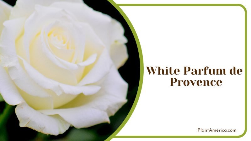 A Fragrant and Elegant Rose Plant America
