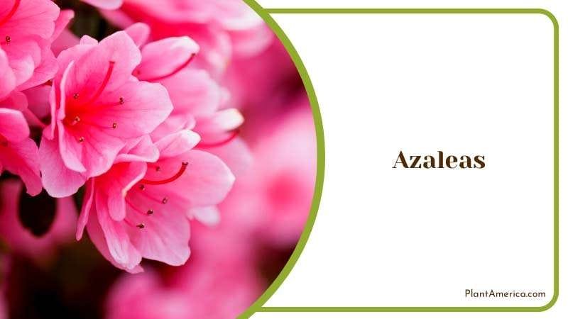 A Garden Classic for Spring Color Plant America