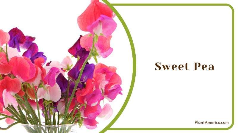 A Glass Vase of Sweet Peas Plant America A Glass Vase of Sweet Peas Plant America