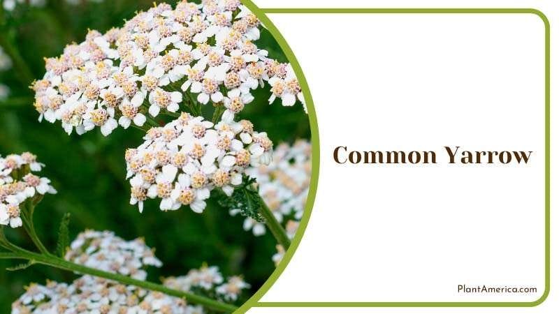 A Gorgeous Garden of Yarrow Plant America A Gorgeous Garden of Yarrow Plant America