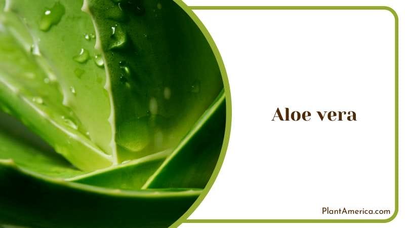 A Great Healing Aloe Vera Plant America A Great Healing Aloe Vera Plant America