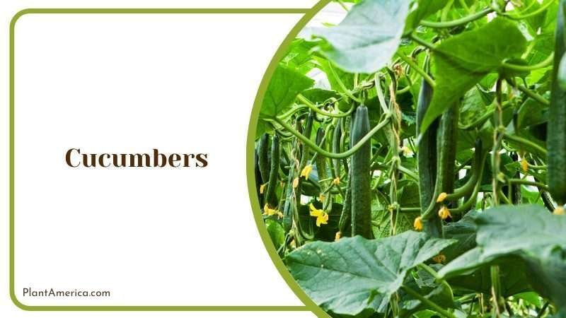 A Green Cucumber Plant America