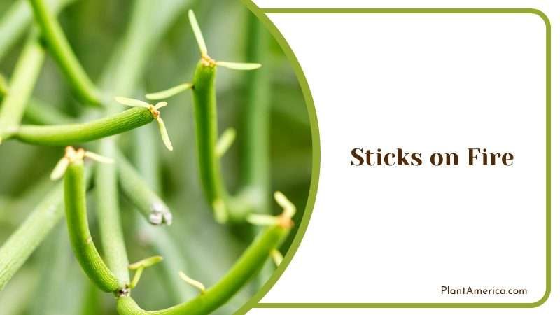 A Green Living Sticks on Fire Plant Plant America