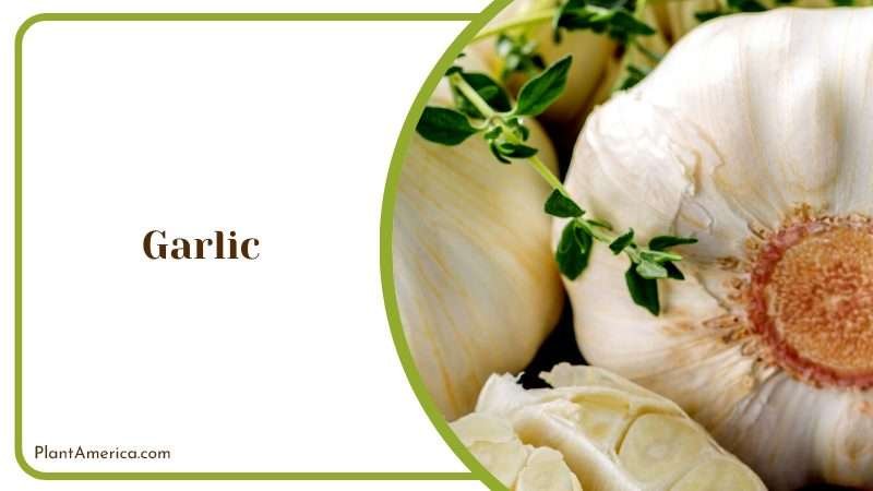 A Guide for the Home Gardener Plant America