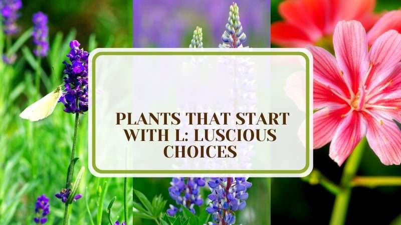 A Guide to Plants that Start with L Plant America 6 Plants That Start With L: Luscious Choices