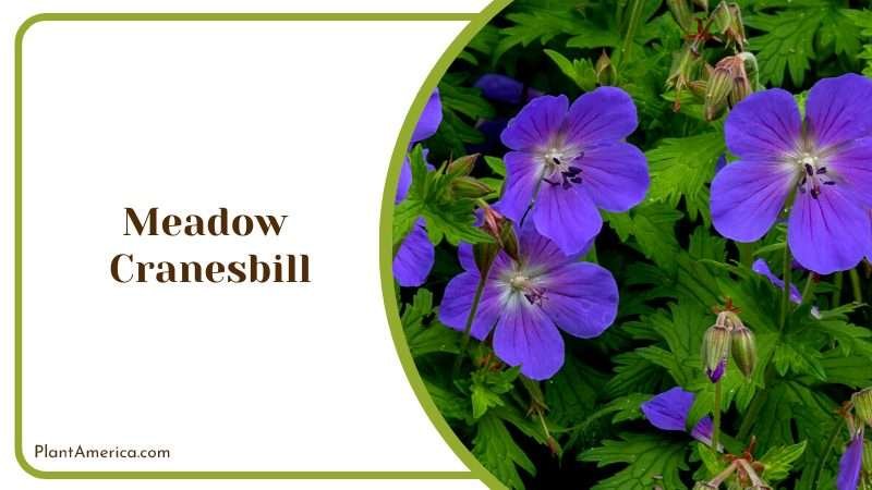 A Hardy and Eye Catching Bloom PlantAmerica