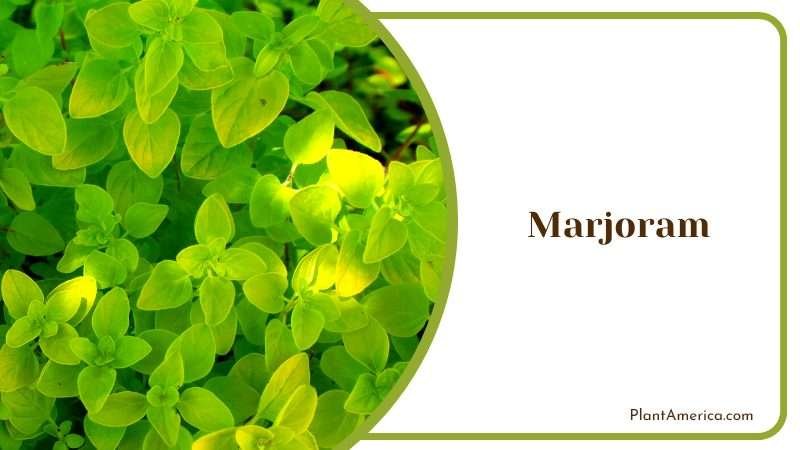 A Herb for All Seasons Marjoram PlantAmerica